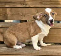 Sherlock! , a male Cardigan Welsh Corgi and Pembroke Welsh Corgi for sale in Bradenton, FL – 6 of 10