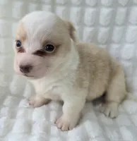 Taffy , a female Cardigan Welsh Corgi for sale in Bradenton, FL – Photo 3 of 8