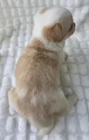 Taffy , a female Cardigan Welsh Corgi for sale in Bradenton, FL – Photo 8 of 8