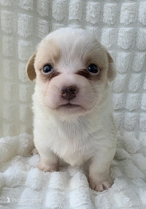 Taffy  – Cardigan Welsh Corgi puppy for sale in Bradenton, FL