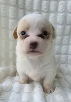 Taffy , a female Cardigan Welsh Corgi for sale in Bradenton, FL – Photo 1 of 8