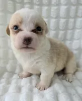 Taffy , a female Cardigan Welsh Corgi for sale in Bradenton, FL – Photo 6 of 8