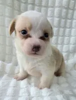 Taffy , a female Cardigan Welsh Corgi for sale in Bradenton, FL – Photo 4 of 8