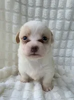 Taffy , a female Cardigan Welsh Corgi for sale in Bradenton, FL – Photo 2 of 8