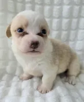 Taffy , a female Cardigan Welsh Corgi for sale in Bradenton, FL – Photo 5 of 8