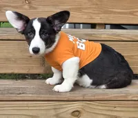 Unique 4 pet ( liver, bluie pink carrier) dm clear , a female Cardigan Welsh Corgi for sale in Bradenton, FL – 6 of 10