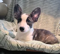Swirly, a male Cardigan Welsh Corgi and Pembroke Welsh Corgi for sale in Bradenton, FL – 10 of 10
