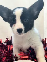 Sherpa, a male Cardigan Welsh Corgi and Pembroke Welsh Corgi for sale in Bradenton, FL – 6 of 10
