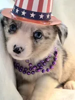 Victory, a female Cardigan Welsh Corgi and Pembroke Welsh Corgi for sale in Bradenton, FL – 10 of 10