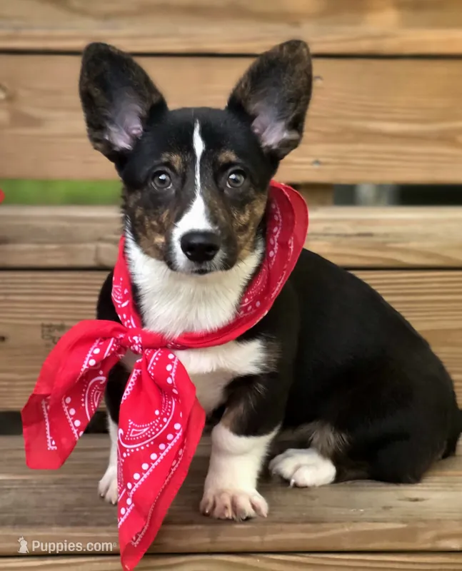 Wookie – Cardigan Welsh Corgi, Pembroke Welsh Corgi puppy for sale in Bradenton, FL