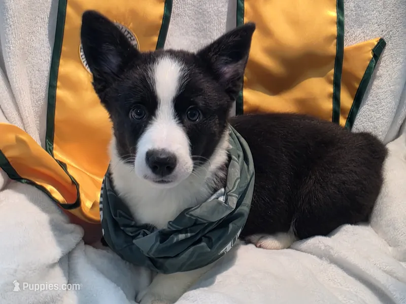 Valor – Cardigan Welsh Corgi, Pembroke Welsh Corgi puppy for sale in Bradenton, FL