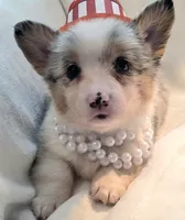 Venus, a female Cardigan Welsh Corgi and Pembroke Welsh Corgi for sale in Bradenton, FL – 5 of 10