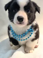 Valor, a female Cardigan Welsh Corgi and Pembroke Welsh Corgi for sale in Bradenton, FL – 4 of 10
