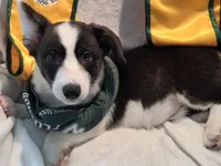 Unique ( liver, bluie pink carrier) dm clear , a female Cardigan Welsh Corgi for sale in Bradenton, FL – 8 of 10