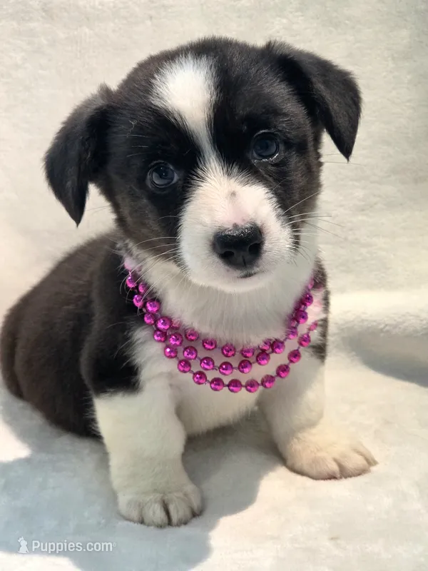 Unicorn ( bluie, pink carrier dm clear) – Cardigan Welsh Corgi puppy for sale in Bradenton, FL