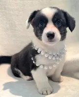 Unique ( liver, bluie pink carrier) dm clear , a female Cardigan Welsh Corgi for sale in Bradenton, FL – 3 of 10