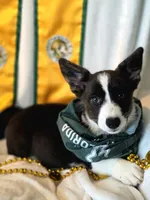 Unicorn ( bluie, pink carrier dm clear) pet, a female Cardigan Welsh Corgi for sale in Bradenton, FL – 10 of 10