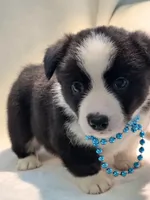 Valor, a female Cardigan Welsh Corgi and Pembroke Welsh Corgi for sale in Bradenton, FL – 6 of 10