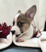 Salute!, a male Cardigan Welsh Corgi and Pembroke Welsh Corgi for sale in Bradenton, FL – 4 of 10