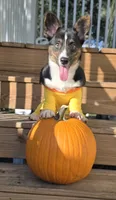 Wookie, a female Cardigan Welsh Corgi and Pembroke Welsh Corgi for sale in Bradenton, FL – 6 of 10