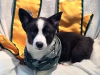 Valor, a female Cardigan Welsh Corgi and Pembroke Welsh Corgi for sale in Bradenton, FL – 2 of 10