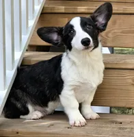 Sherpa, a male Cardigan Welsh Corgi and Pembroke Welsh Corgi for sale in Bradenton, FL – 9 of 10