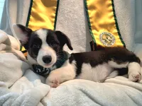 Unique ( liver, bluie pink carrier) dm clear , a female Cardigan Welsh Corgi for sale in Bradenton, FL – 4 of 10