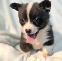 DOLLY, a female Cardigan Welsh Corgi and Pembroke Welsh Corgi for sale in Bradenton, FL – 9 of 10