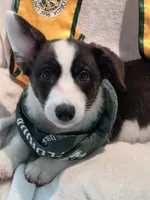 Unique ( liver, bluie pink carrier) dm clear , a female Cardigan Welsh Corgi for sale in Bradenton, FL – 3 of 10