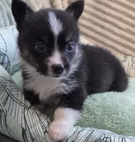 Whoopie , a female Cardigan Welsh Corgi and Pembroke Welsh Corgi for sale in Bradenton, FL – 6 of 10