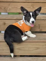 Unicorn 4pet ( bluie, pink carrier dm clear) pet, a female Cardigan Welsh Corgi for sale in Bradenton, FL – 10 of 10
