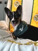 Wookie, a female Cardigan Welsh Corgi and Pembroke Welsh Corgi for sale in Bradenton, FL – 7 of 10