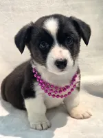 Unicorn ( bluie, pink carrier dm clear), a female Cardigan Welsh Corgi for sale in Bradenton, FL – 4 of 10