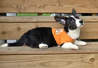Unicorn 4pet ( bluie, pink carrier dm clear) pet, a female Cardigan Welsh Corgi for sale in Bradenton, FL – 4 of 10