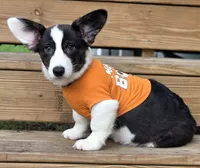 Unique 4 pet ( liver, bluie pink carrier) dm clear , a female Cardigan Welsh Corgi for sale in Bradenton, FL – 10 of 10