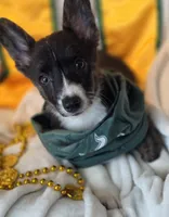 Whoopie , a female Cardigan Welsh Corgi and Pembroke Welsh Corgi for sale in Bradenton, FL – 9 of 10