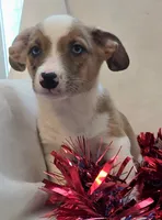 Sherlock! , a male Cardigan Welsh Corgi and Pembroke Welsh Corgi for sale in Bradenton, FL – 5 of 10