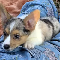 Hot Toddie, a male Cardigan Welsh Corgi and Pembroke Welsh Corgi for sale in Bradenton, FL – Photo 1 of 10