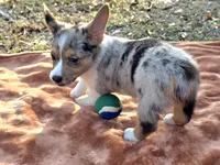 Hot Toddie, a male Cardigan Welsh Corgi and Pembroke Welsh Corgi for sale in Bradenton, FL – Photo 9 of 10