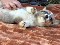 Hot Cider, a male Cardigan Welsh Corgi and Pembroke Welsh Corgi for sale in Bradenton, FL – Photo 8 of 10