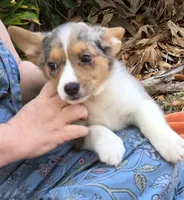 Hot Toddie, a male Cardigan Welsh Corgi and Pembroke Welsh Corgi for sale in Bradenton, FL – Photo 3 of 10