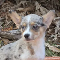 Hot Cider, a male Cardigan Welsh Corgi and Pembroke Welsh Corgi for sale in Bradenton, FL – Photo 3 of 10
