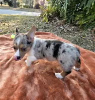 Hot Toddie, a male Cardigan Welsh Corgi and Pembroke Welsh Corgi for sale in Bradenton, FL – Photo 8 of 10