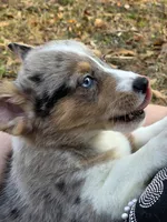 Hot Cider, a male Cardigan Welsh Corgi and Pembroke Welsh Corgi for sale in Bradenton, FL – Photo 10 of 10