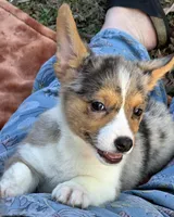Hot Toddie, a male Cardigan Welsh Corgi and Pembroke Welsh Corgi for sale in Bradenton, FL – Photo 10 of 10