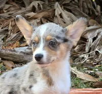 Hot Cider, a male Cardigan Welsh Corgi and Pembroke Welsh Corgi for sale in Bradenton, FL – Photo 5 of 10