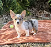 Hot Toddie, a male Cardigan Welsh Corgi and Pembroke Welsh Corgi for sale in Bradenton, FL – Photo 2 of 10
