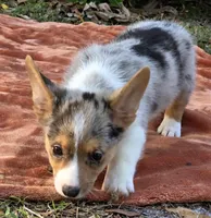Hot Toddie, a male Cardigan Welsh Corgi and Pembroke Welsh Corgi for sale in Bradenton, FL – Photo 6 of 10