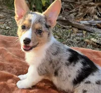 Hot Toddie, a male Cardigan Welsh Corgi and Pembroke Welsh Corgi for sale in Bradenton, FL – Photo 5 of 10