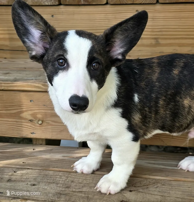 Swirly – Cardigan Welsh Corgi, Pembroke Welsh Corgi puppy for sale in Bradenton, FL